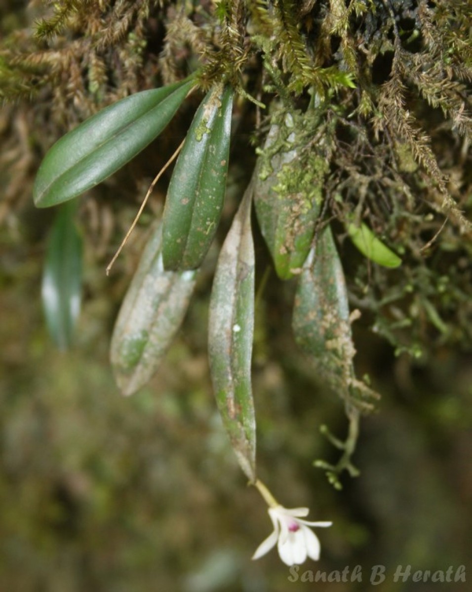 Adrorhizon purpurascens (Thwaites) Hook.f.